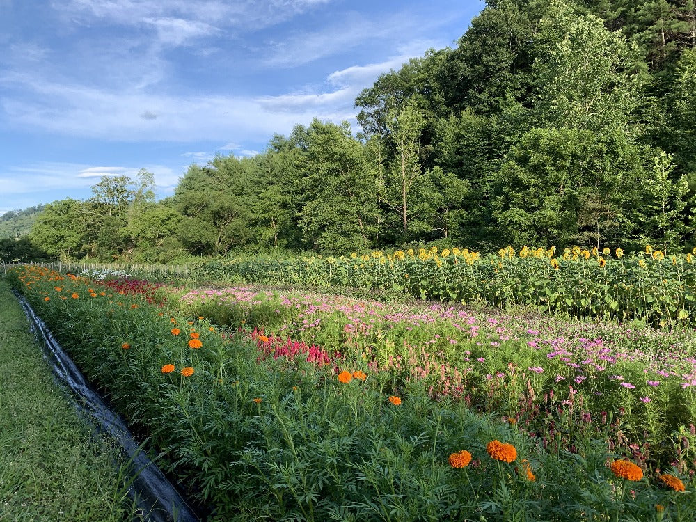 Flower Farm Workshop Asheville, NC