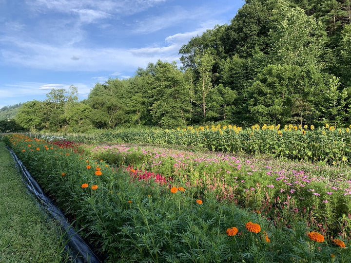 Flower Farm Workshop Asheville, NC