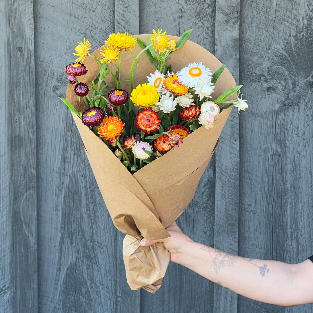 Mixed Color Strawflower Bundle