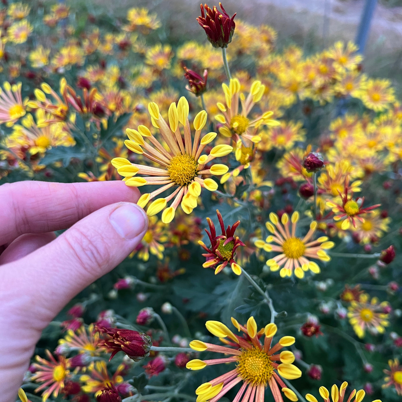 Golden Pinwheel Chrysanthemum Bundle