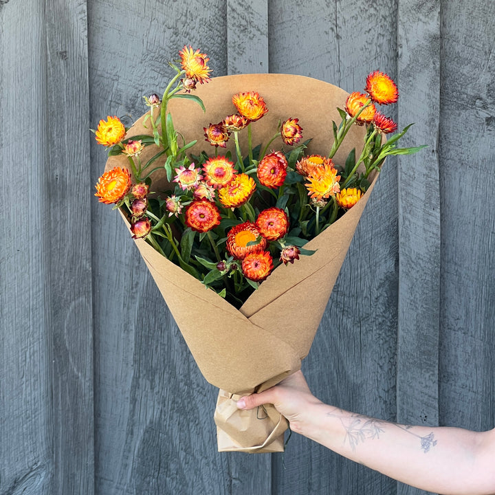 Strawflower Armload Bundle