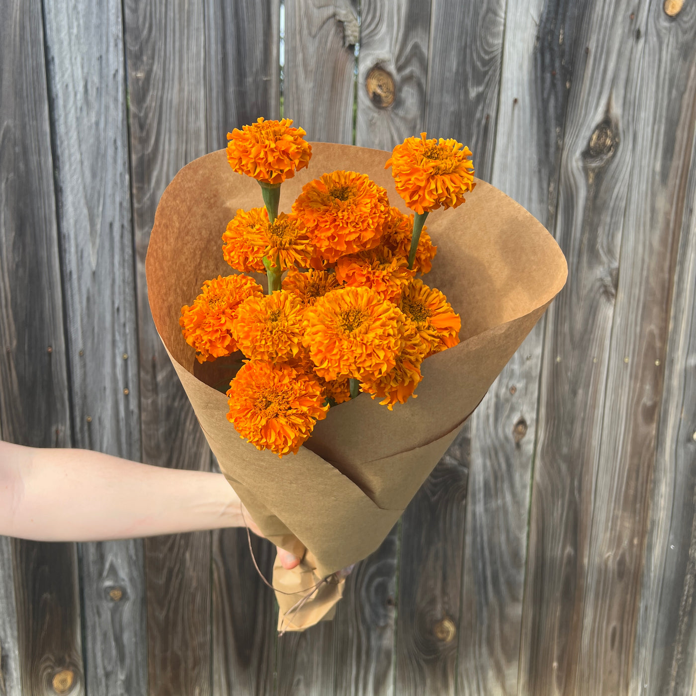 Orange Marigold Bundle