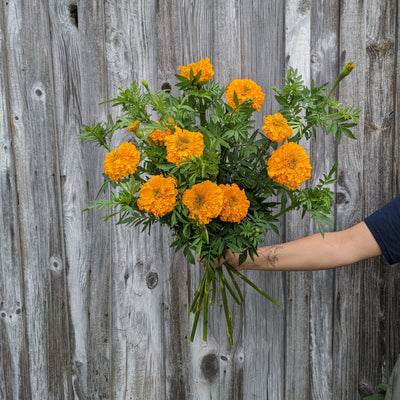 asheville florist flower farm marigold