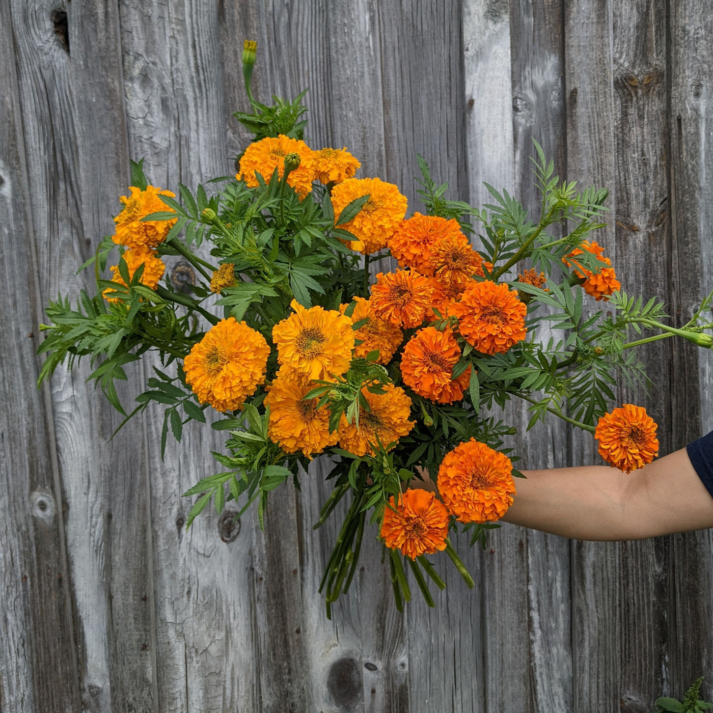 asheville florist flower farm marigold