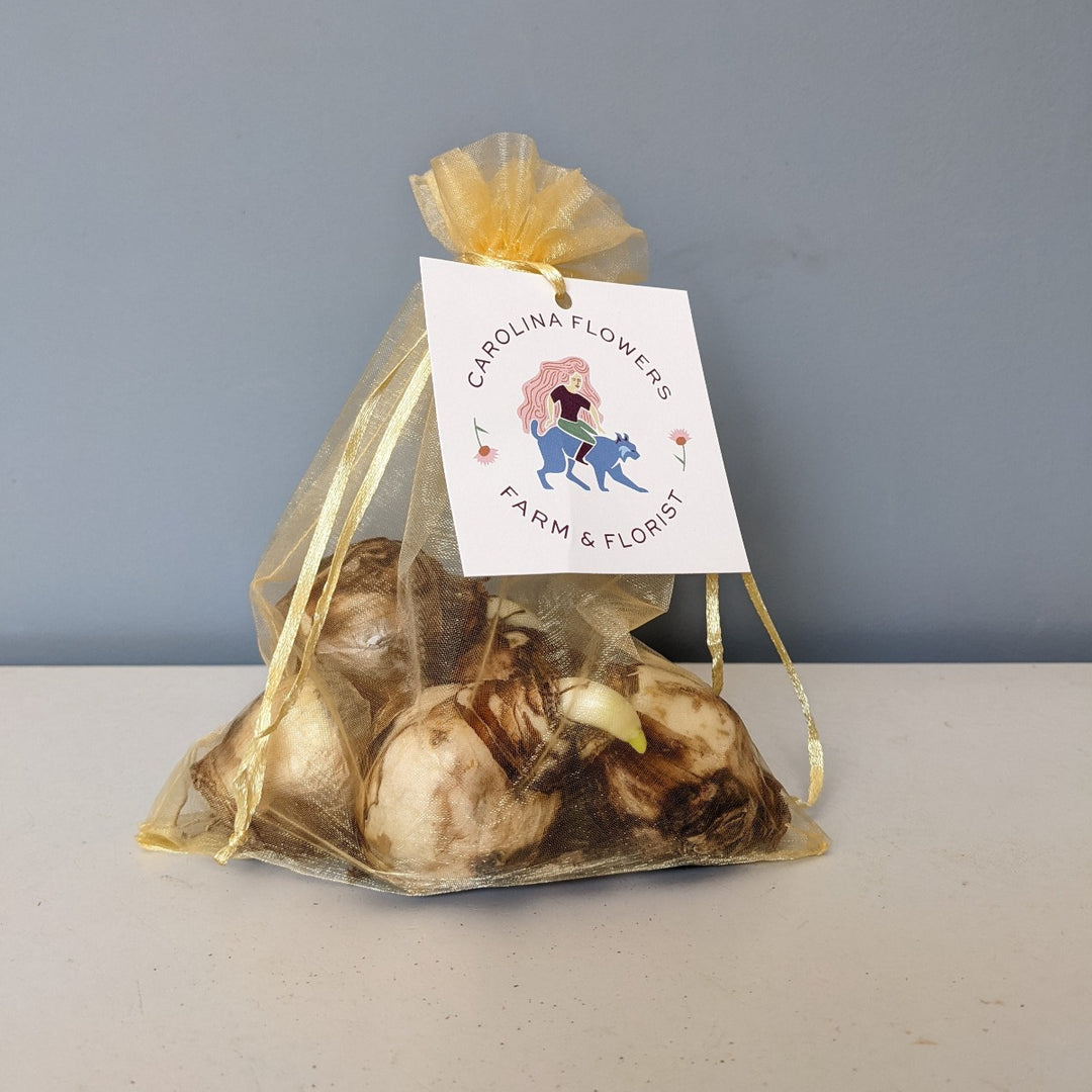 Paperwhite bulbs in a gift bag with instructions Asheville florist