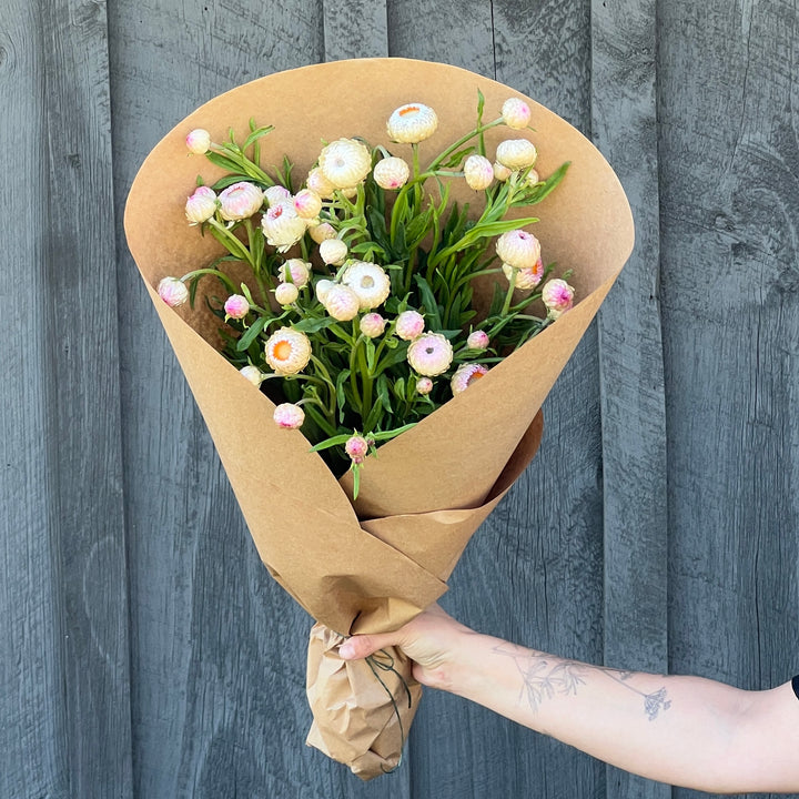 Pink Strawflower Bundle