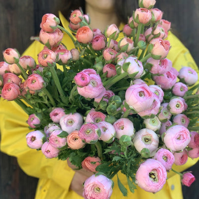 Pink Ranunculus