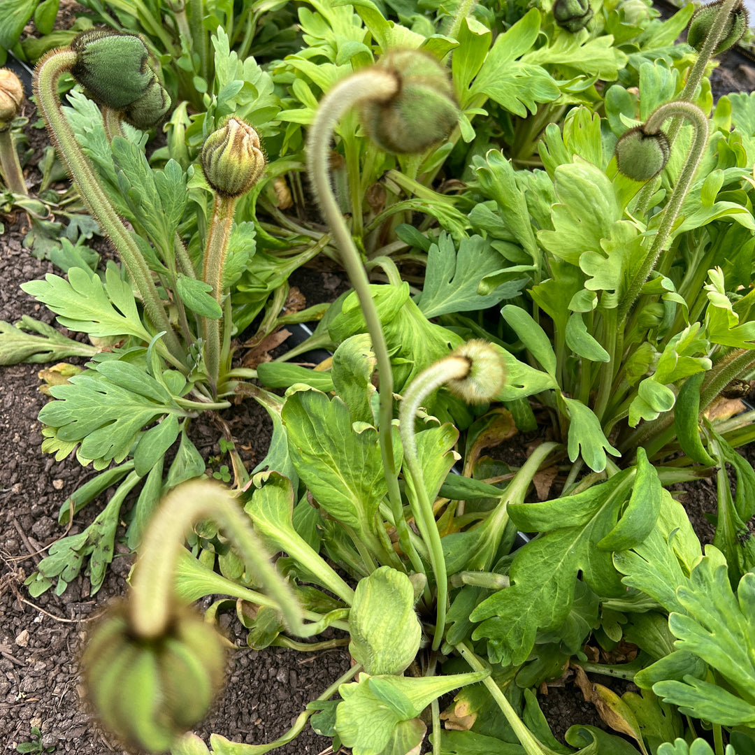 Mother's Day Poppy Arrangement