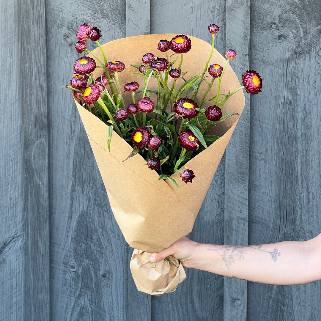 Red Strawflower Bundle