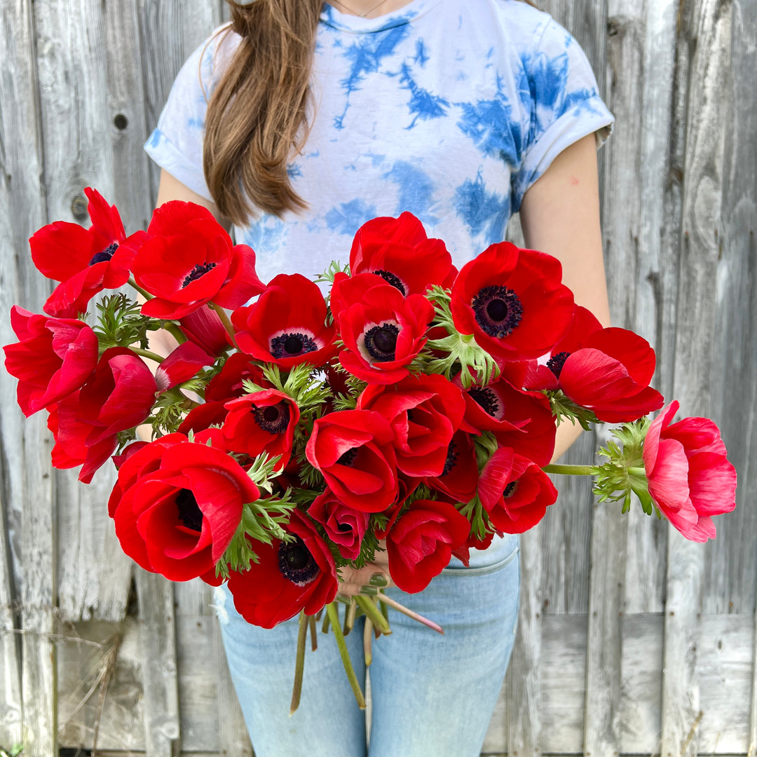 Anemone Galilee Red Bulbs