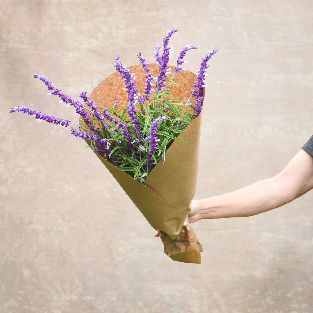 Purple Salvia Bundle
