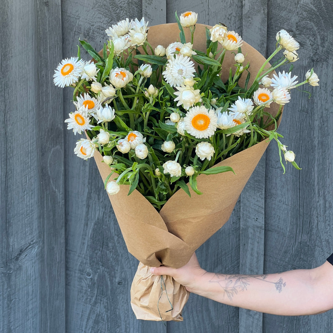 White Strawflower Bundle