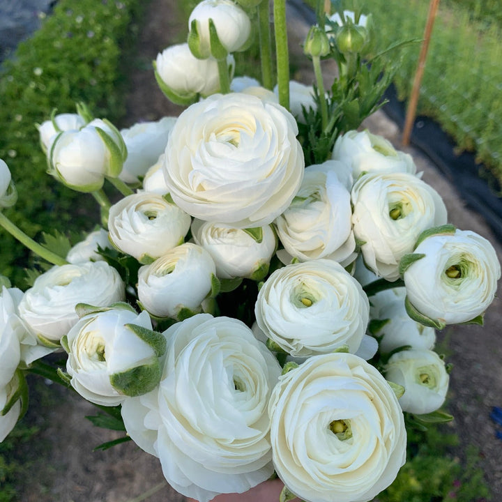 White Ranunculus Bianco Carolina Flowers Asheville