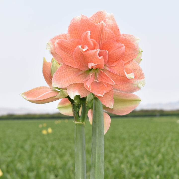 Potted Amaryllis: Coral Tika