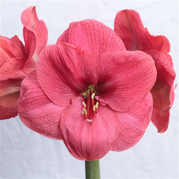 Potted Amaryllis: Hot Pink Bolero