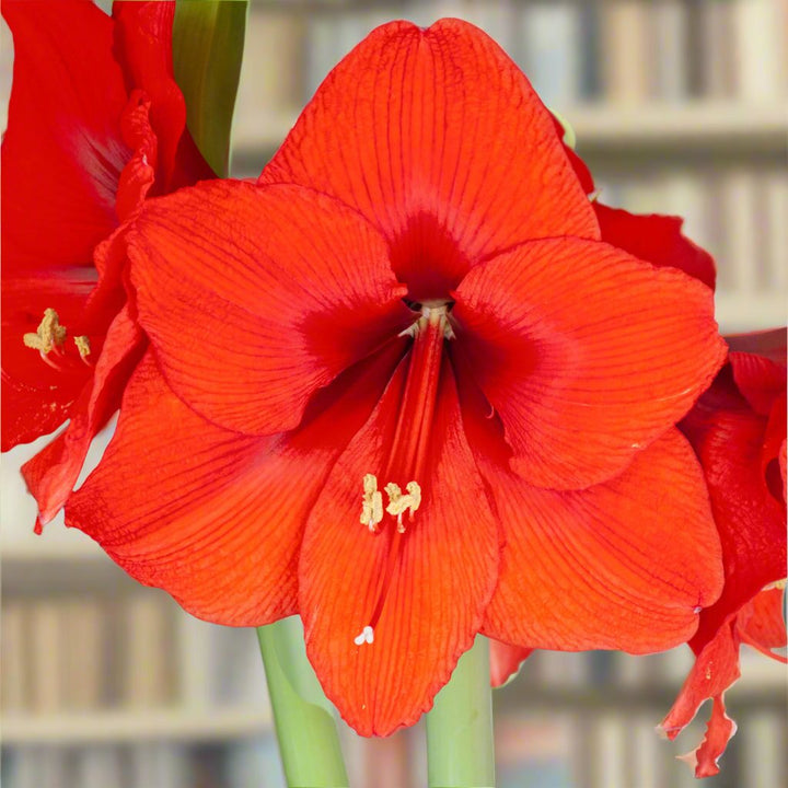 Amaryllis Bulb: Orange Sovereign