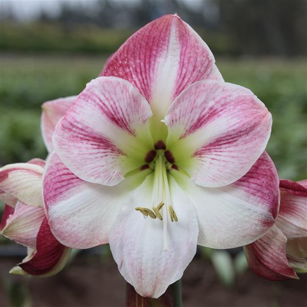 Potted Amaryllis: White & Pink Cherry Blossom