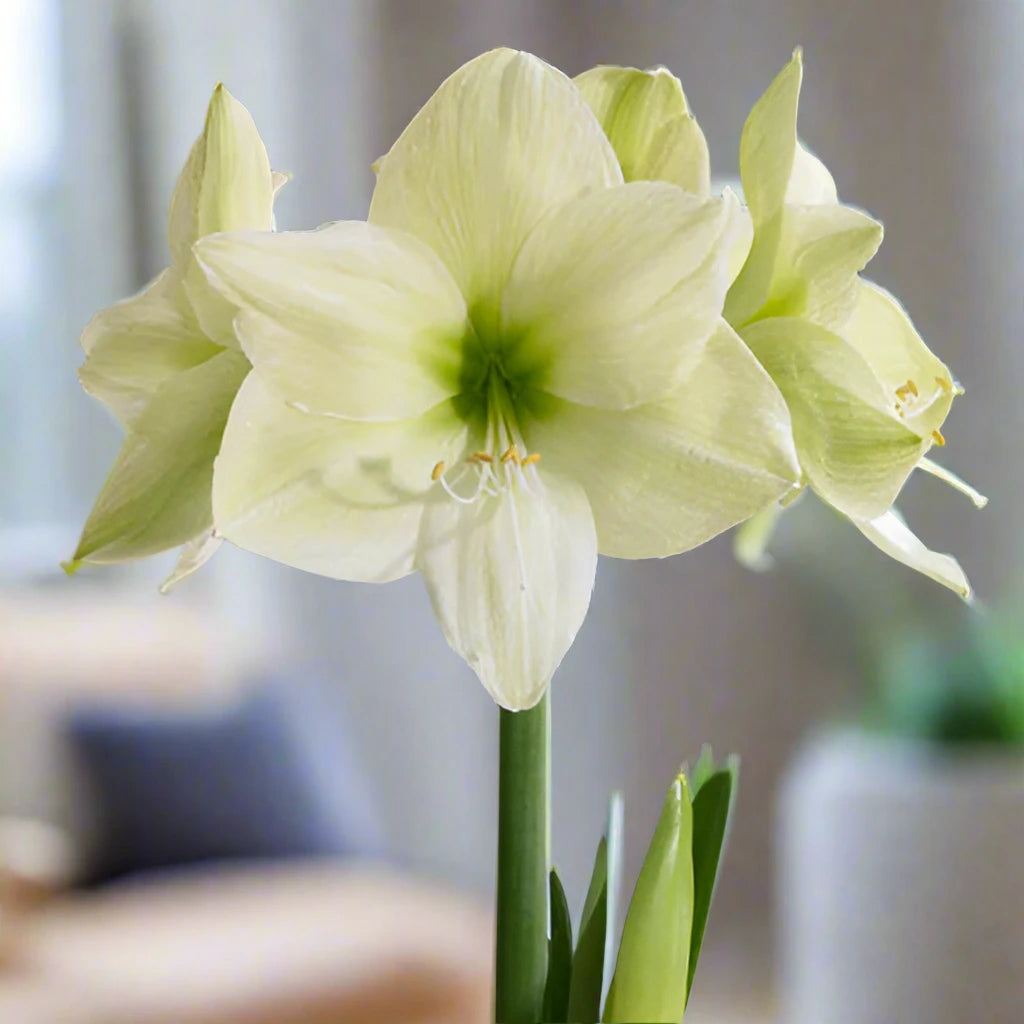 Amaryllis Green Luna Bulb, Extra Large