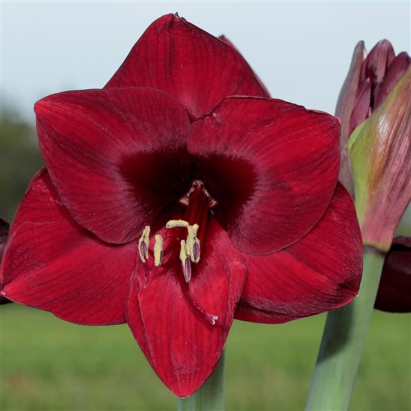 Amaryllis Bulb: Deep Red Mandela