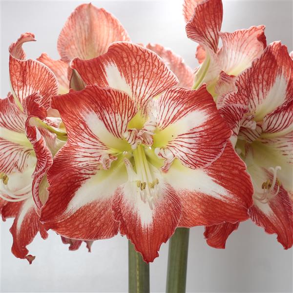 Potted Amaryllis: Bright Red & White Minerva