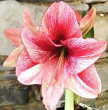 Potted Amaryllis, Revelation Red & White Striped