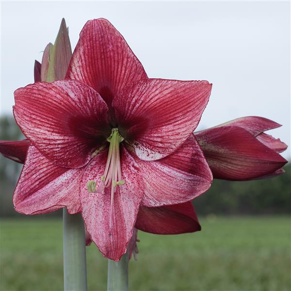 Potted Amaryllis: Red & White Striped Revelation