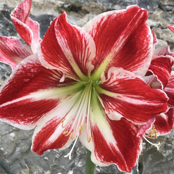 Potted Amaryllis: Crimson & White Spartacus