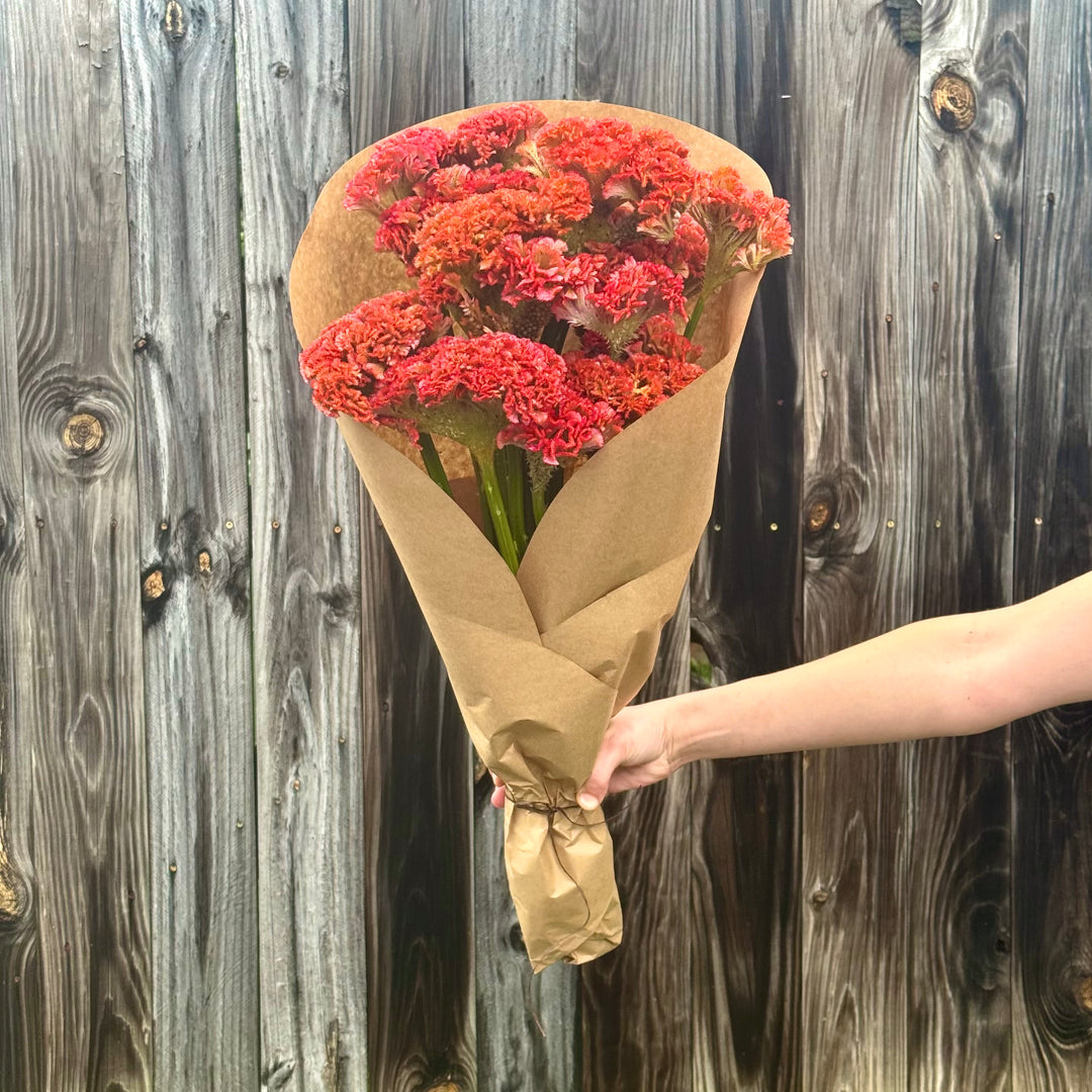 Giant Brain Celosia, Coral