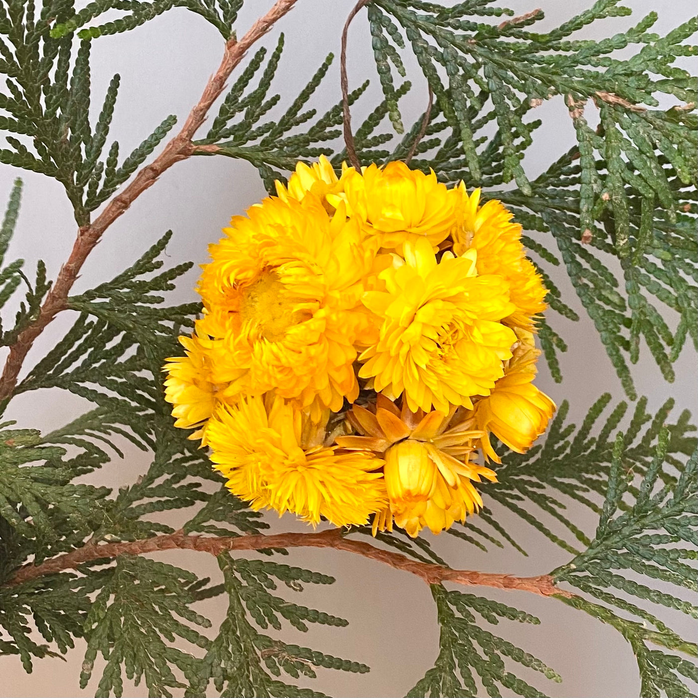 Strawflower Ball Ornament