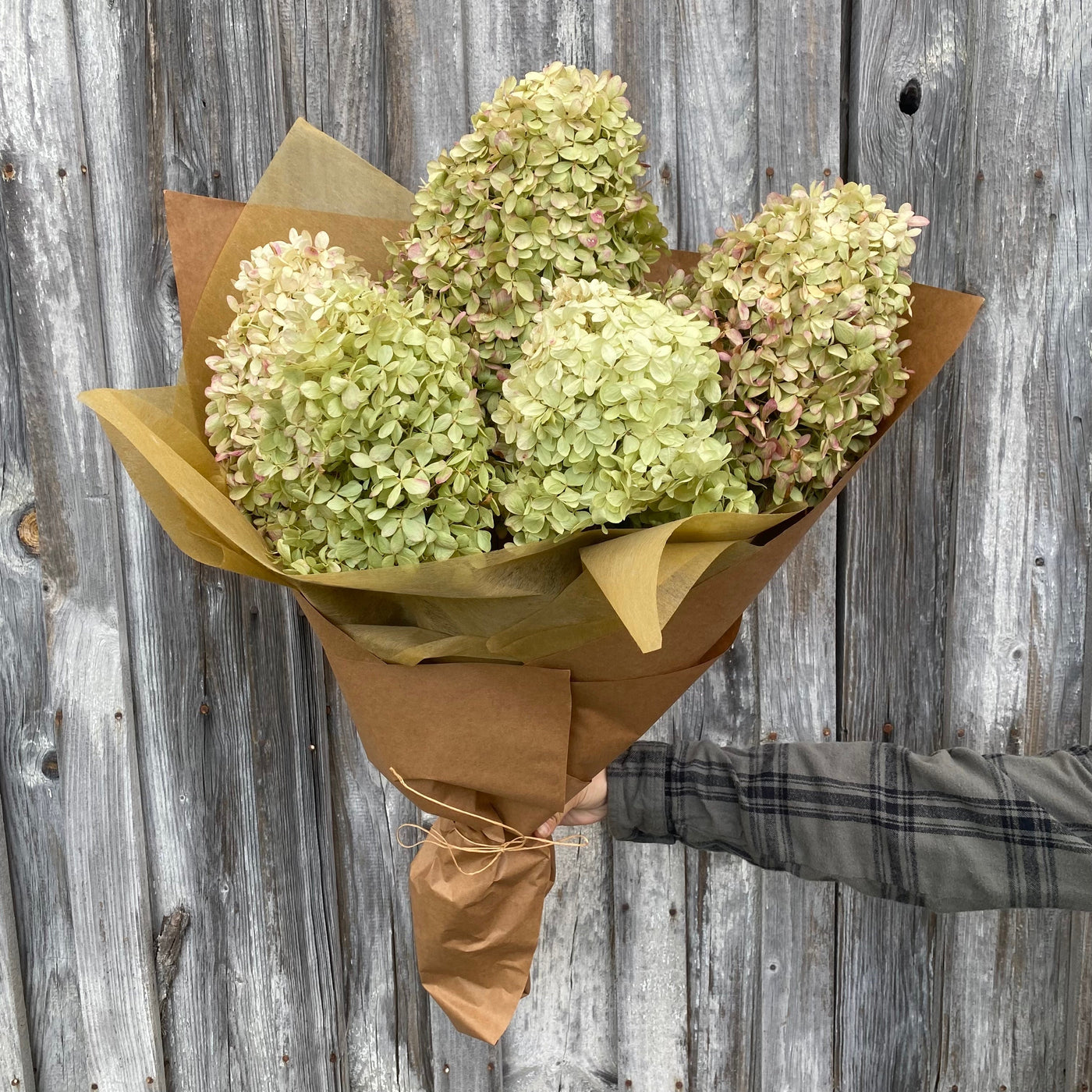 Dried Hydrangea, Natural Green, Wholesale