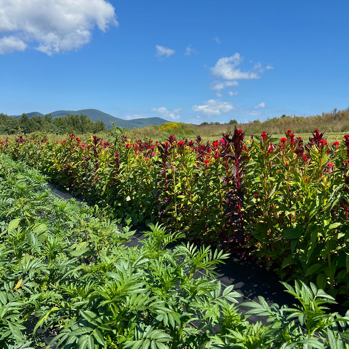 Golden Hour Farm Tour, July 18, 7 p.m.