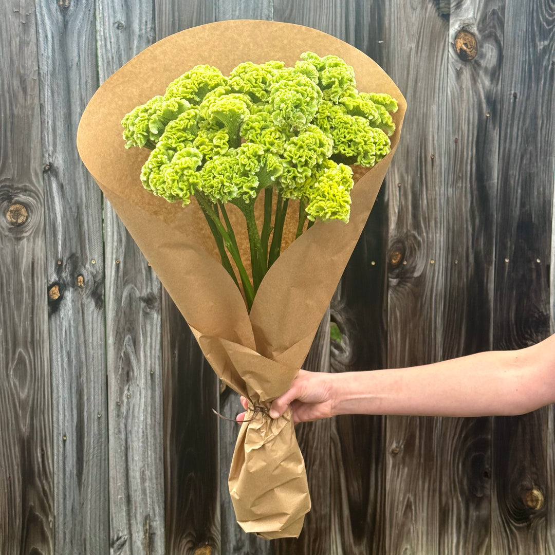 Giant Brain Celosia, Green