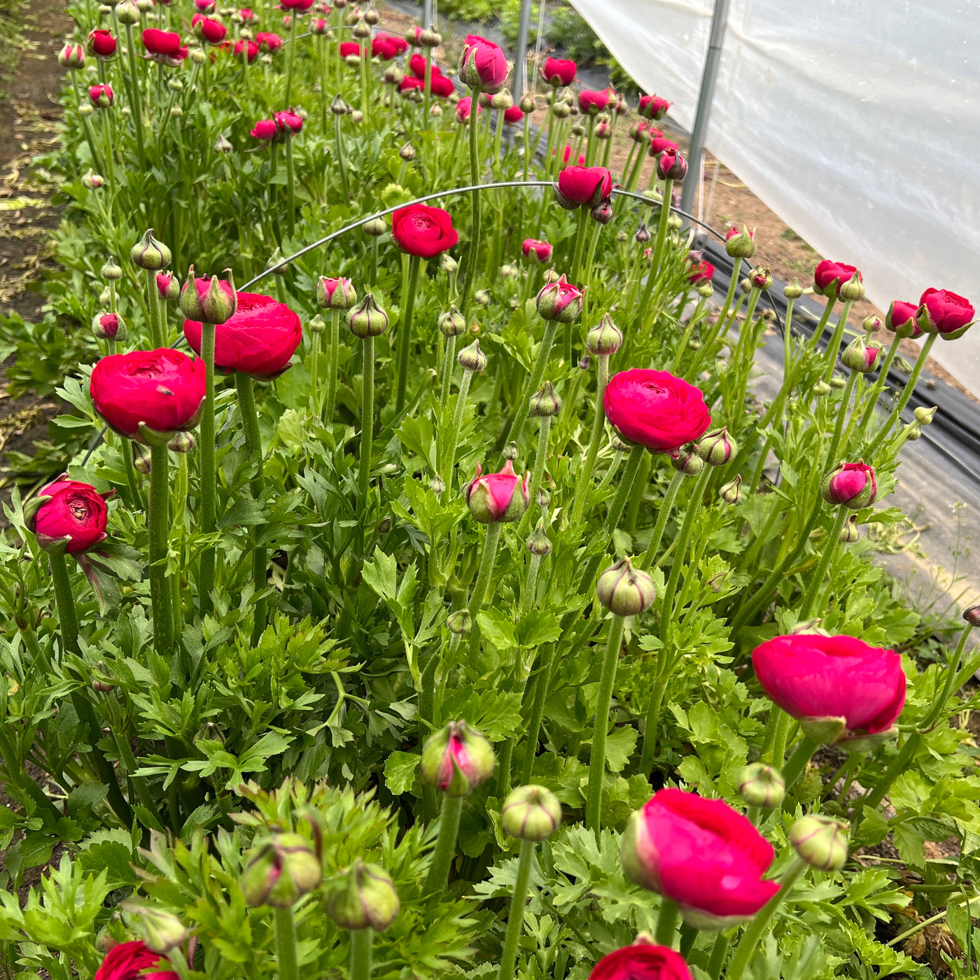 Ranunculus Hot Pink, 10 Corms