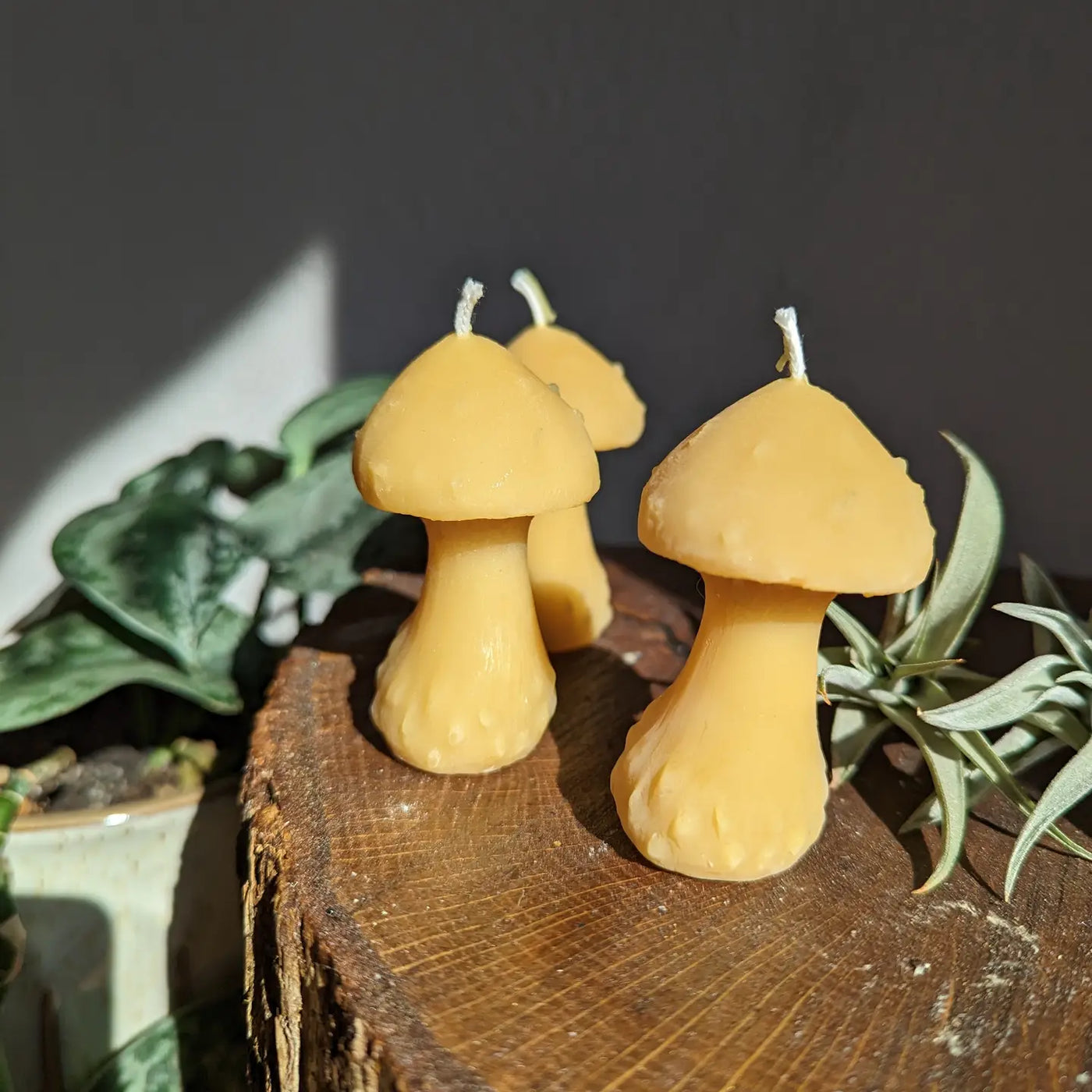 Mushroom Beeswax Candle