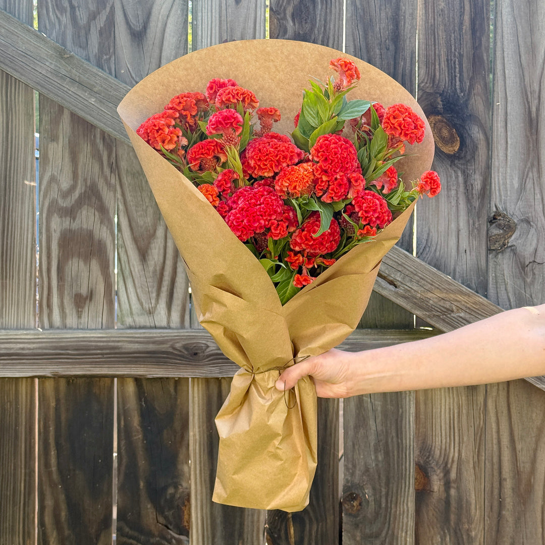 Orange Brain Celosia Bundle