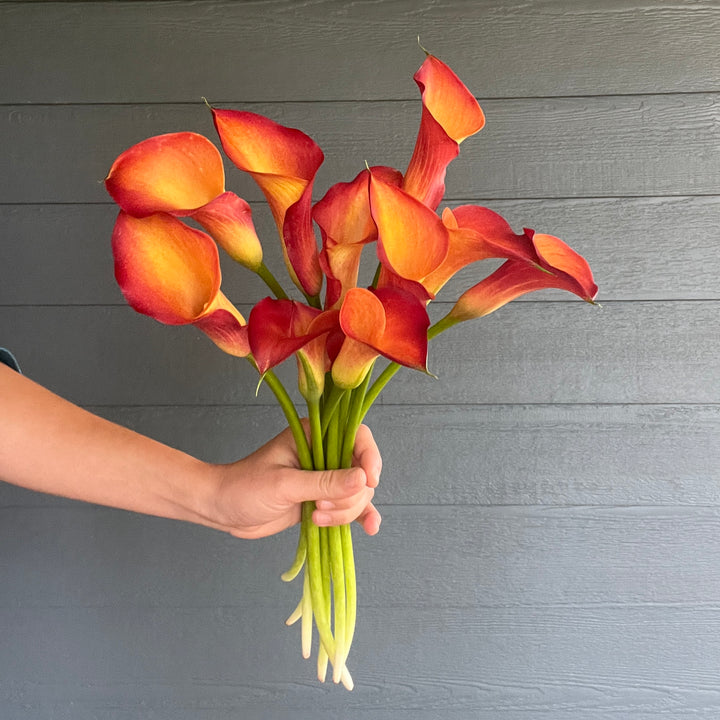 Orange Mango Calla Lilies