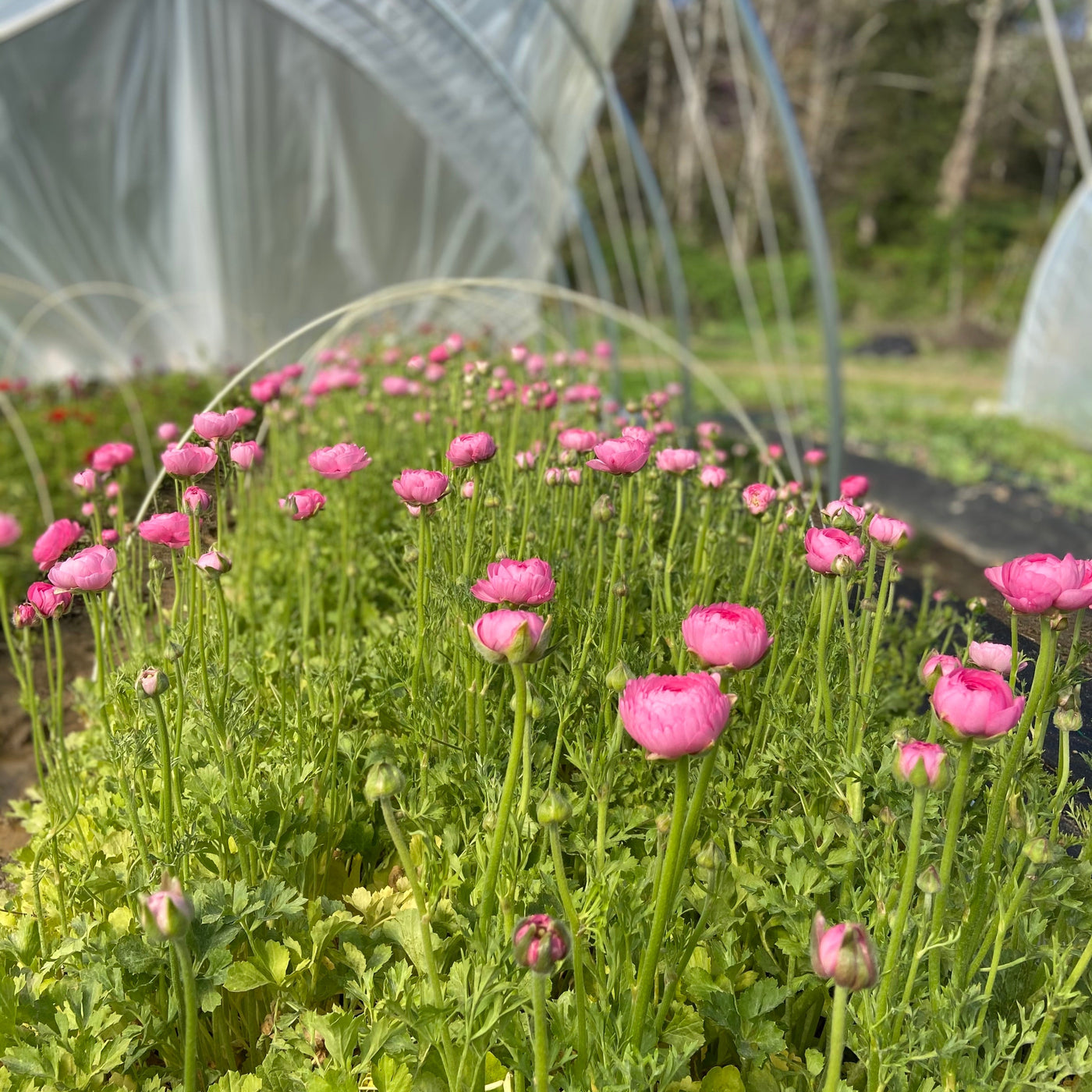 Pink Ranunculus