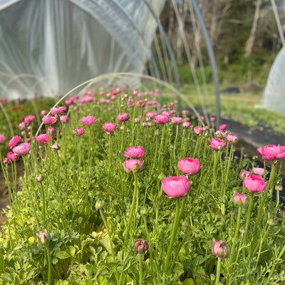 Pink Ranunculus
