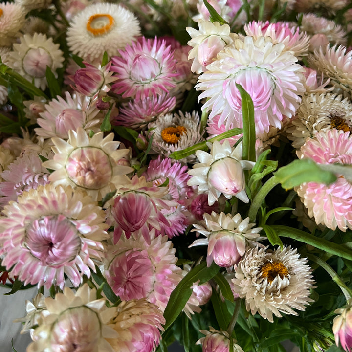 Pink Strawflower Bundle