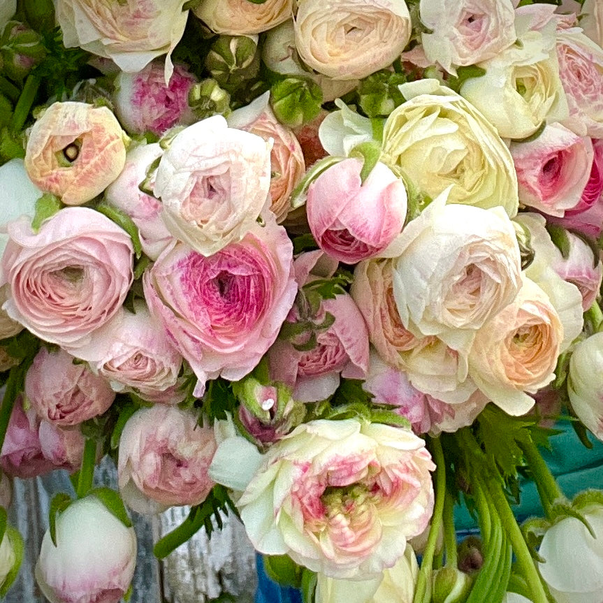 Ranunculus Pink Haze, 10 Corms