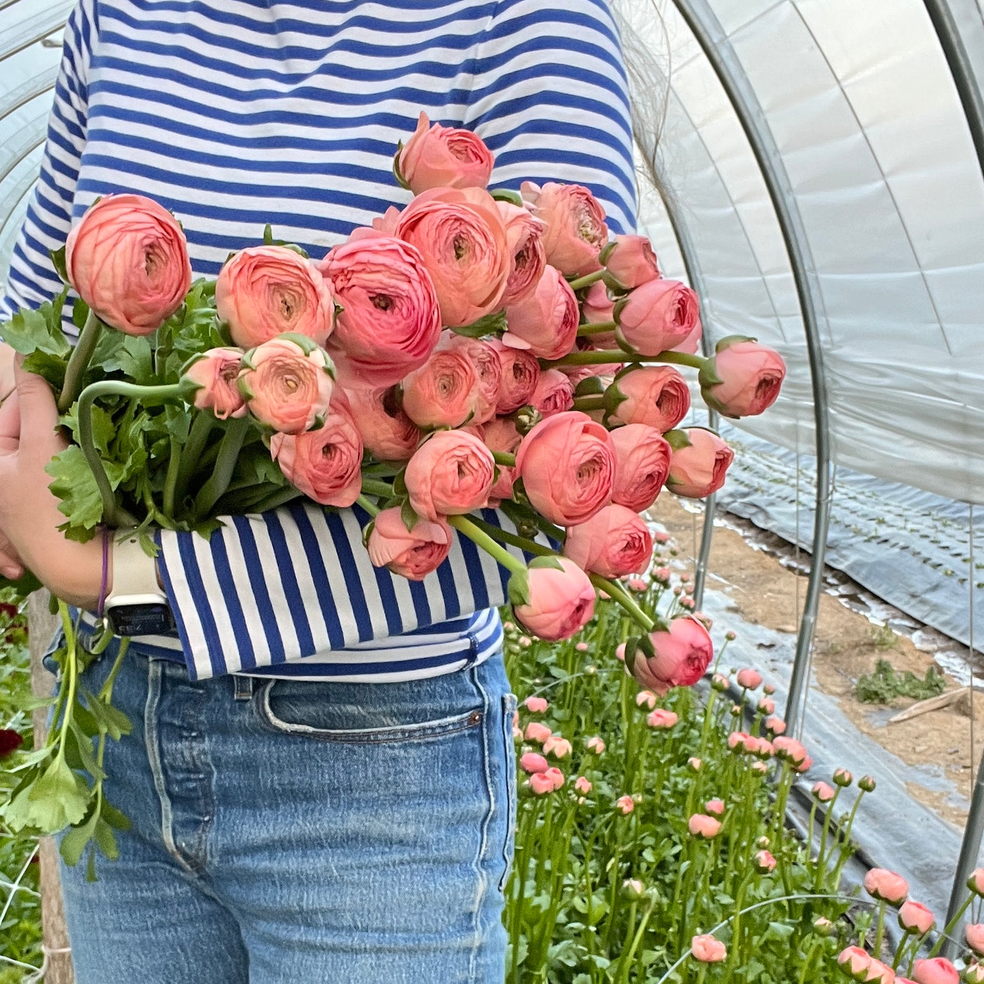 Ranunculus Lovers Flower Subscription