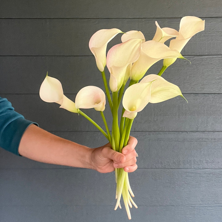 White Calla Lilies