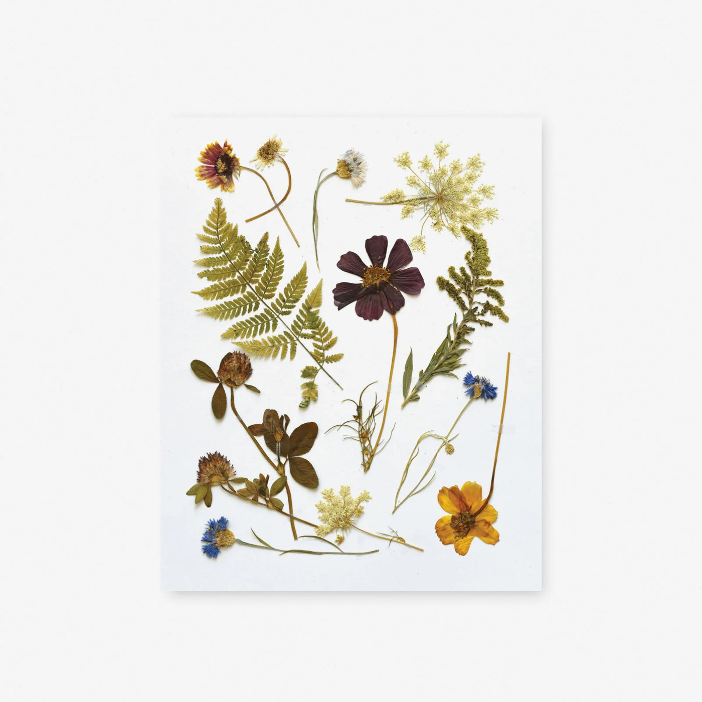 Pressed Wildflowers Art Print