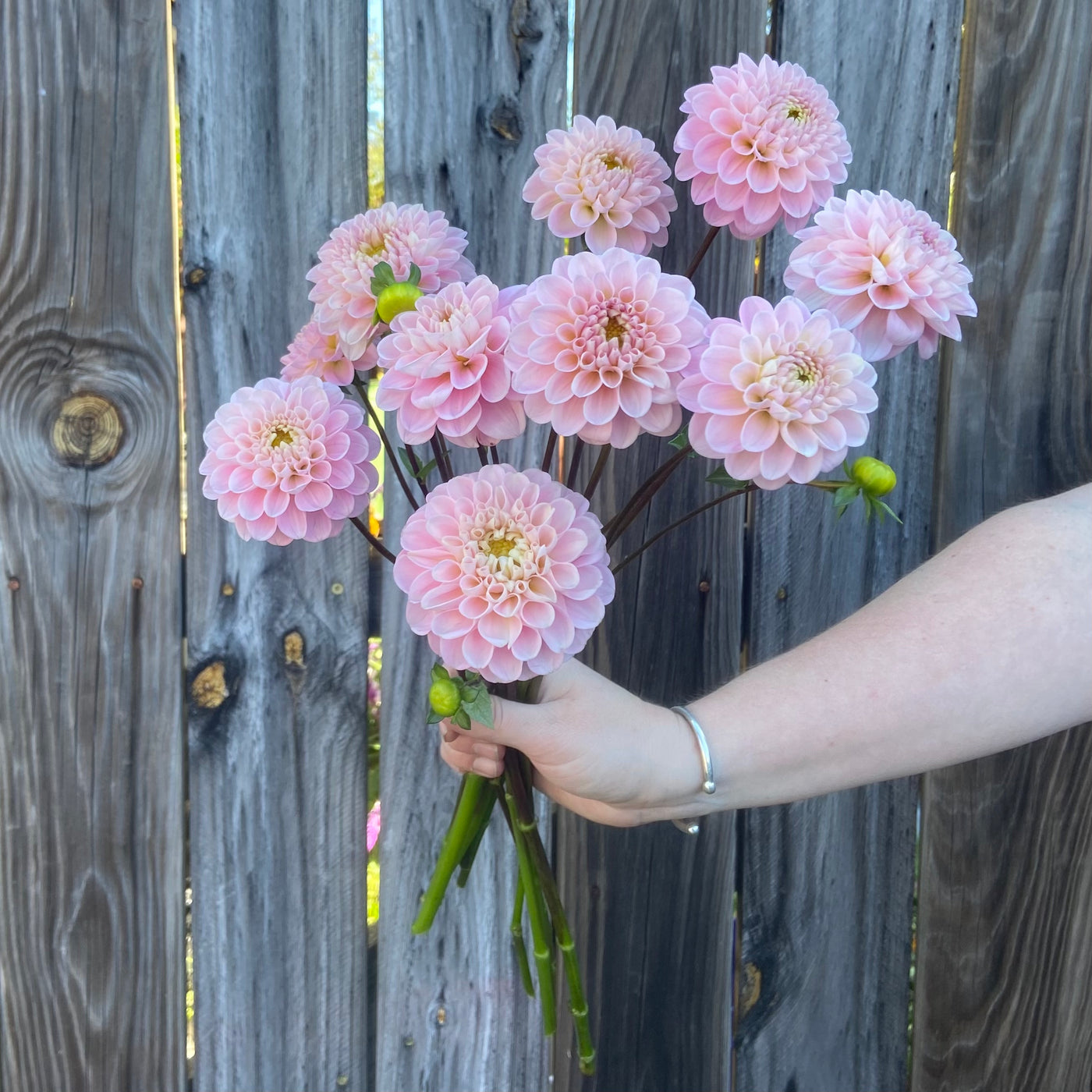 Blush Ball Dahlia Bundle (10/14 to 10/18 only)