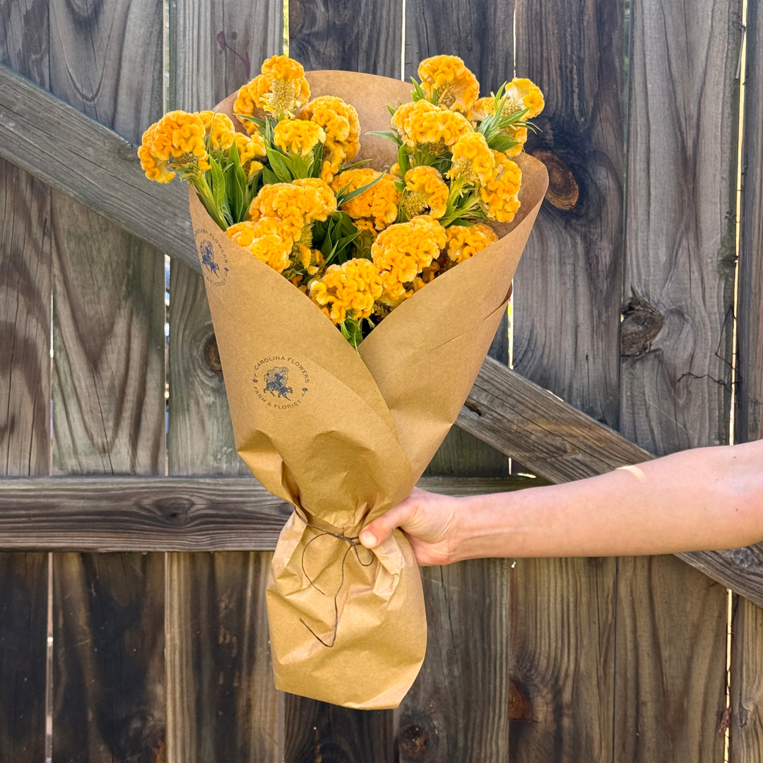 Yellow Brain Celosia Bundle