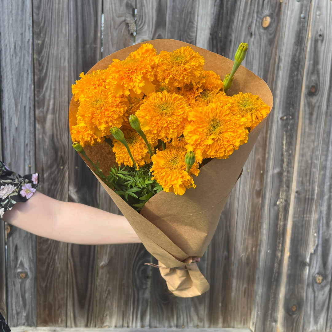 Gold Marigold Bundle