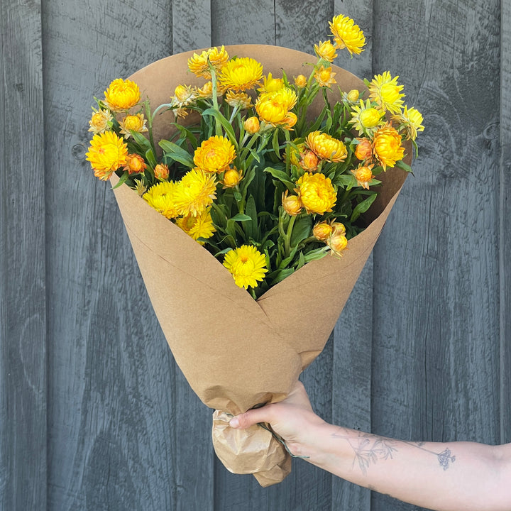 Strawflower Armload Bundle