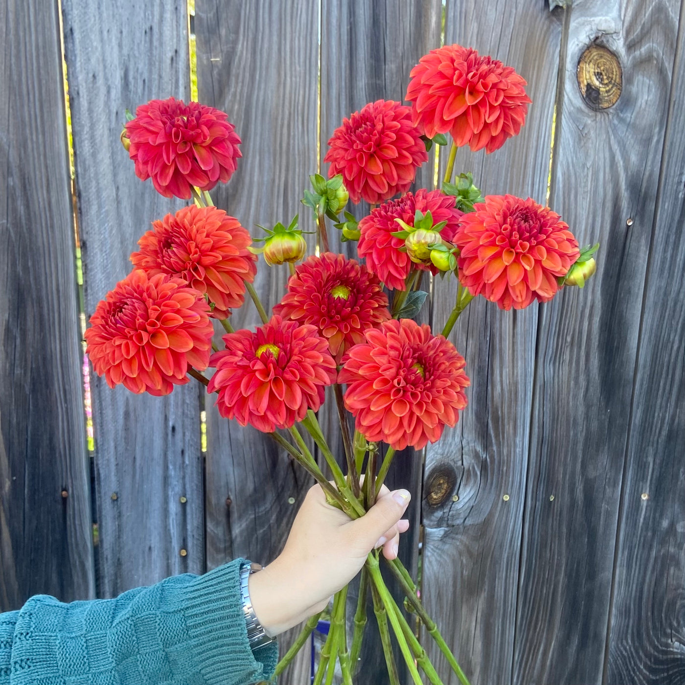 Rust Dahlia Bundle (10/14 to 10/18 only)