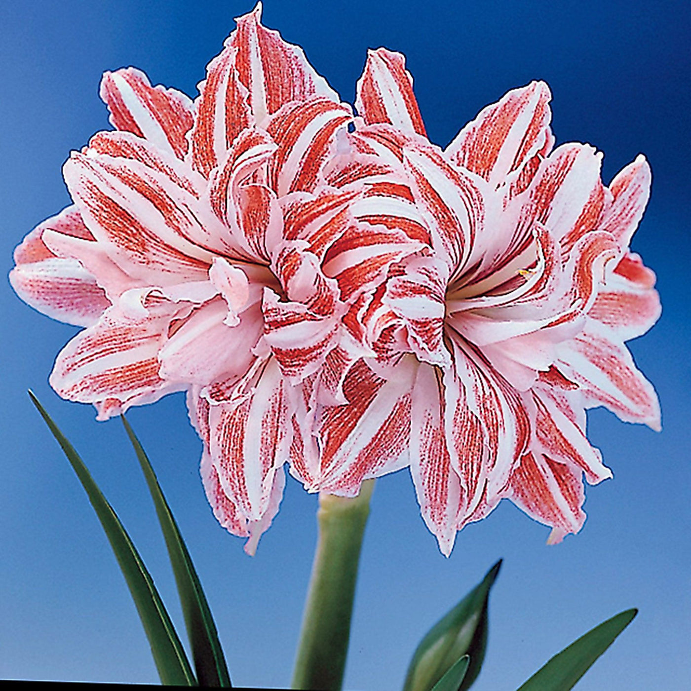 Double Amaryllis Striped Dancing Queen Bulb, Large