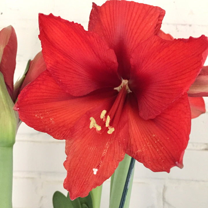 Amaryllis Bulb: Orange Sovereign